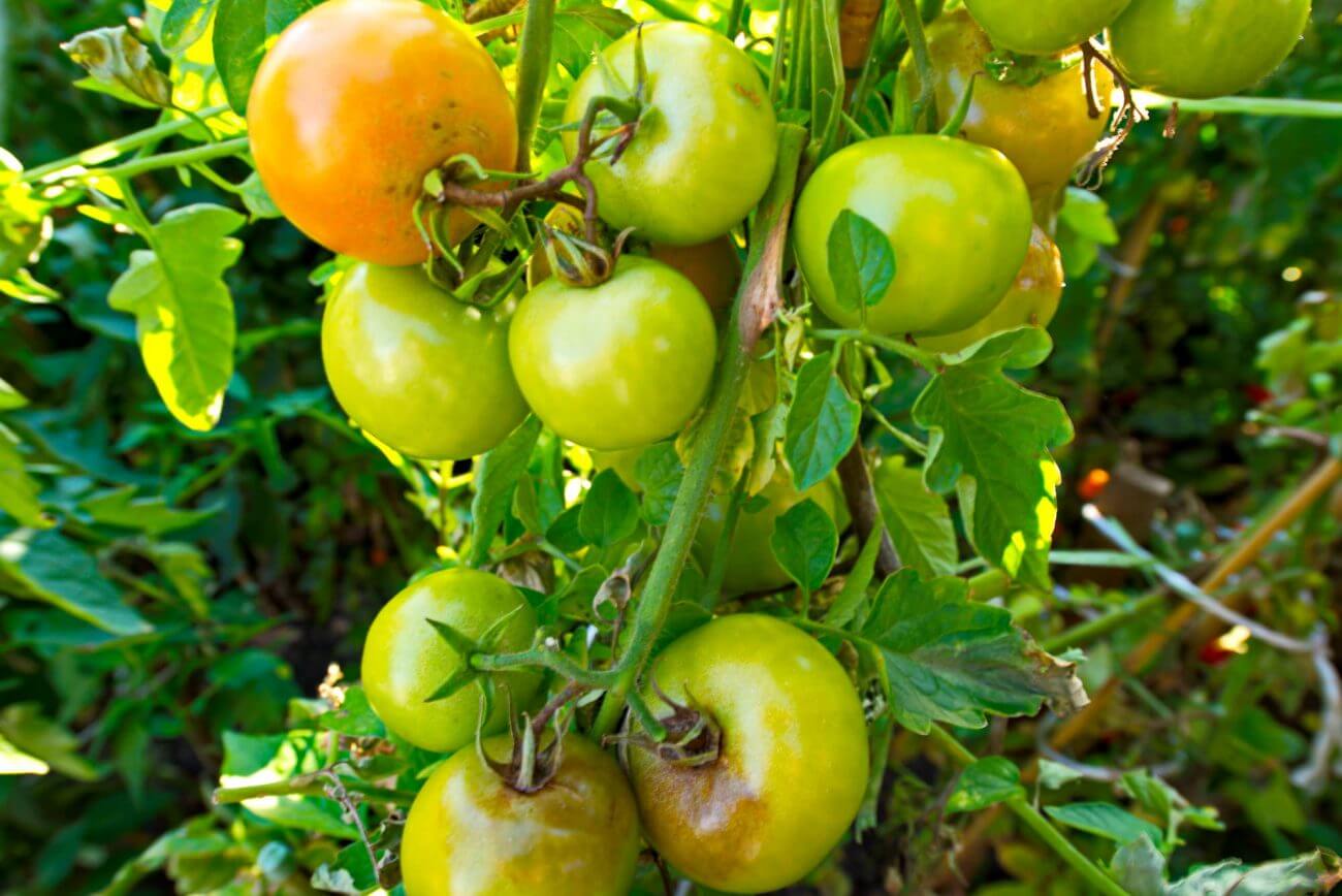 Grüne Tomaten, Ernährung, Gesundheit, Essen