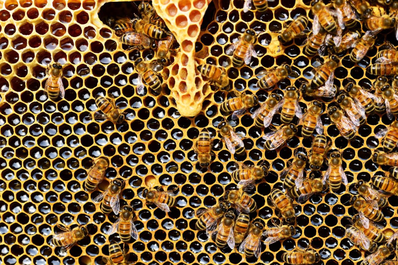 Honig, Gesund, Zucker, Süss, Bienen, apis-mellifera-biene-
